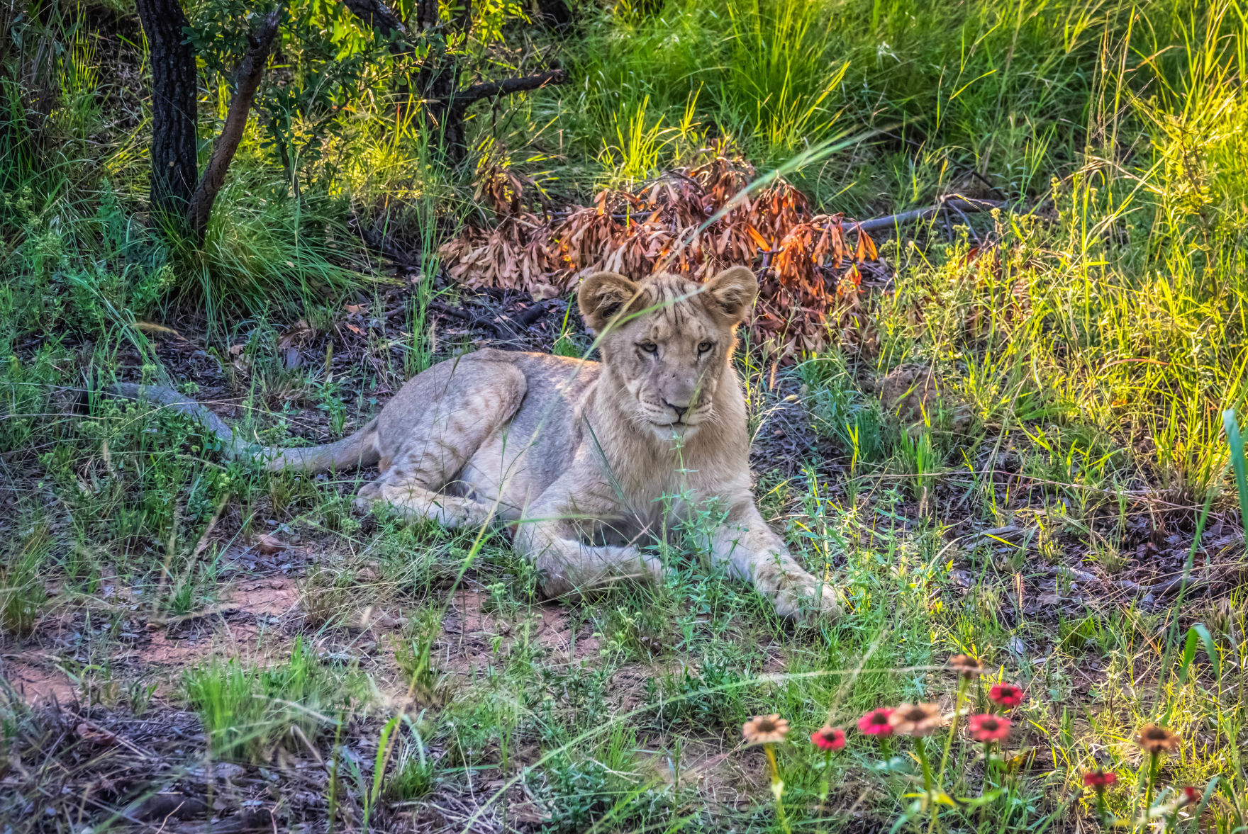 Young lioness in South Africa